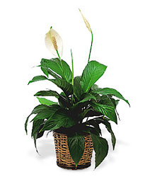 Medium Peace Lily Plant from Martinsville Florist, flower shop in Martinsville, NJ